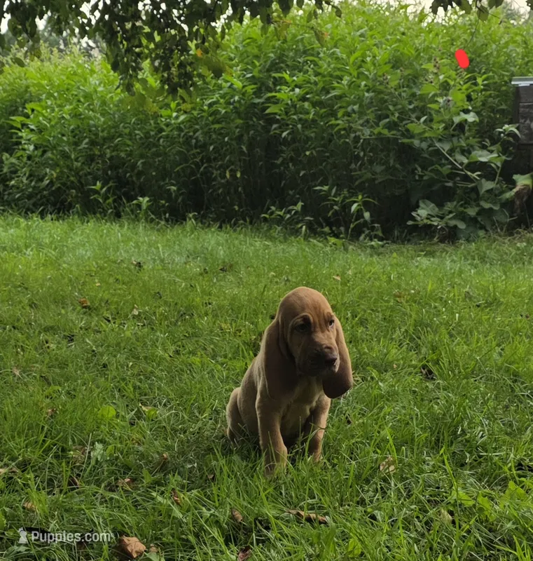 Arlo – Bloodhound puppy for sale in Baraga, MI