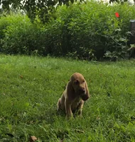 Arlo, a male Bloodhound for sale in Baraga, MI – 1 of 7