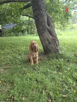 Augie, a male Bloodhound for sale in Baraga, MI – 6 of 6