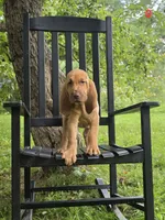 Arlo, a male Bloodhound for sale in Baraga, MI – 6 of 7