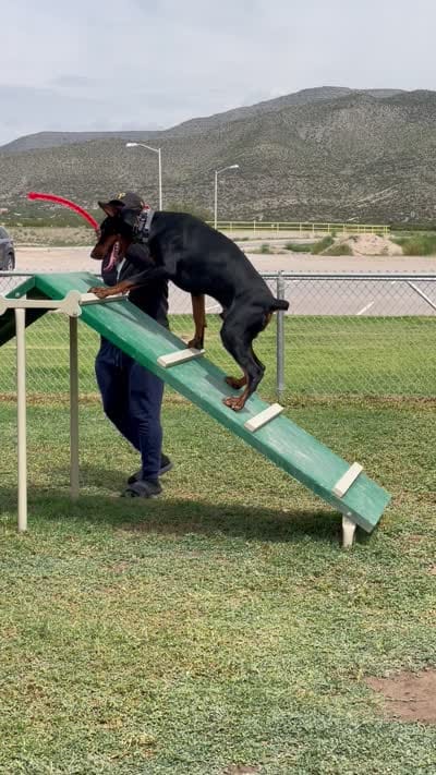 Suge, a male Doberman Pinscher for sale in Oviedo, FL – 2 of 2