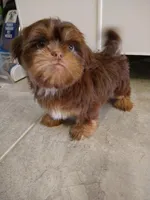 Bob, a male Shih Tzu for sale in San Antonio, TX – Photo 4 of 4