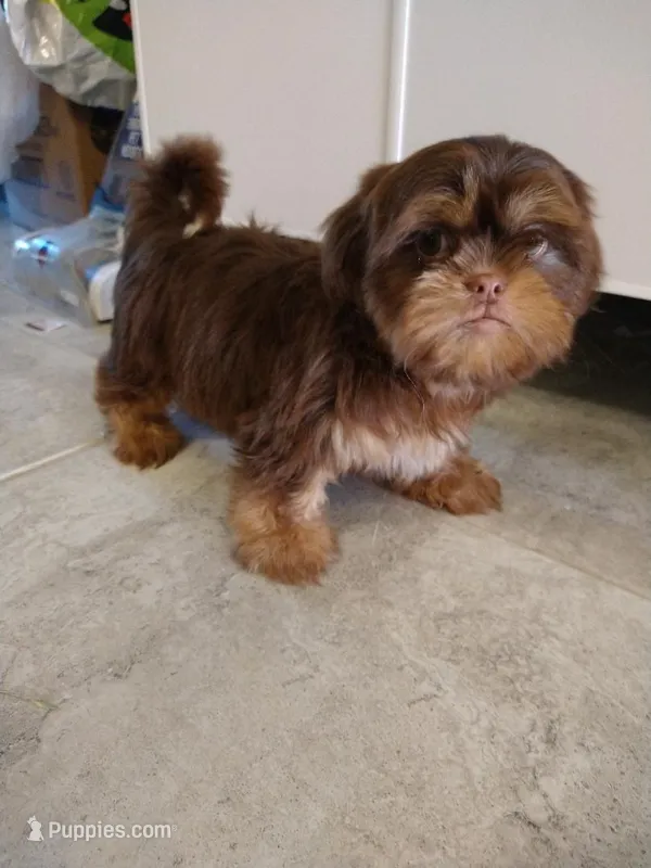 Bob – Shih Tzu puppy for sale in San Antonio, TX