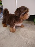 Bob, a male Shih Tzu for sale in San Antonio, TX – Photo 3 of 4