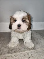 Jimmy, a male Shih Tzu for sale in San Antonio, TX – Photo 2 of 5