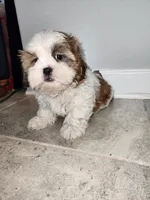 Jimmy, a male Shih Tzu for sale in San Antonio, TX – Photo 3 of 5