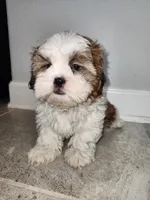 Jimmy, a male Shih Tzu for sale in San Antonio, TX – Photo 1 of 5