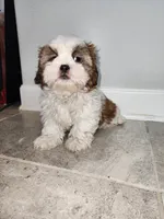 Jimmy, a male Shih Tzu for sale in San Antonio, TX – Photo 5 of 5