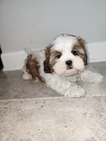 Jimmy, a male Shih Tzu for sale in San Antonio, TX – Photo 4 of 5