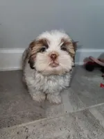 Lilly, a female Shih Tzu for sale in San Antonio, TX – Photo 5 of 5