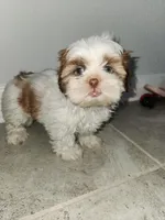 Lilly, a female Shih Tzu for sale in San Antonio, TX – Photo 2 of 5