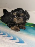 Sandy, a female Shih Tzu for sale in San Antonio, TX – Photo 1 of 4