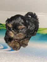 Sandy, a female Shih Tzu for sale in San Antonio, TX – Photo 2 of 4
