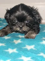 Sandy, a female Shih Tzu for sale in San Antonio, TX – Photo 3 of 4