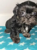 Sandy, a female Shih Tzu for sale in San Antonio, TX – Photo 4 of 4