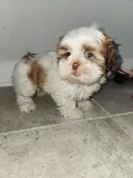 Lilly, a female Shih Tzu for sale in San Antonio, TX – Photo 4 of 5