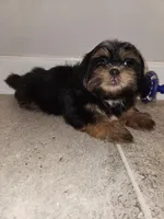 Stewey, a male Shih Tzu for sale in San Antonio, TX – Photo 1 of 5