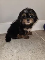 Stewey, a male Shih Tzu for sale in San Antonio, TX – Photo 5 of 5