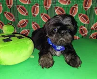 Garry, a male Shih Tzu for sale in San Antonio, TX – Photo 2 of 5