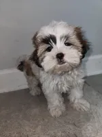 Lolly, a female Shih Tzu for sale in San Antonio, TX – Photo 5 of 5