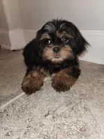 Stewey, a male Shih Tzu for sale in San Antonio, TX – Photo 4 of 5