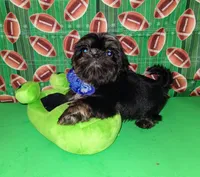 Garry, a male Shih Tzu for sale in San Antonio, TX – Photo 4 of 5