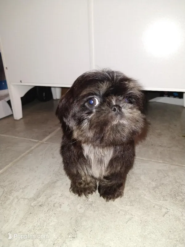 Garry – Shih Tzu puppy for sale in San Antonio, TX