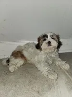 Lolly, a female Shih Tzu for sale in San Antonio, TX – Photo 2 of 5