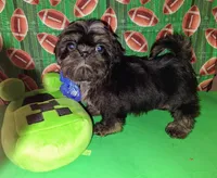 Garry, a male Shih Tzu for sale in San Antonio, TX – Photo 3 of 5