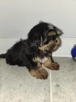 Stewey, a male Shih Tzu for sale in San Antonio, TX – Photo 2 of 5