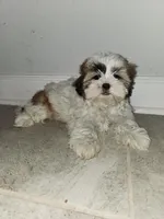 Lolly, a female Shih Tzu for sale in San Antonio, TX – Photo 1 of 5