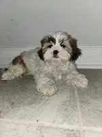 Lolly, a female Shih Tzu for sale in San Antonio, TX – Photo 3 of 5