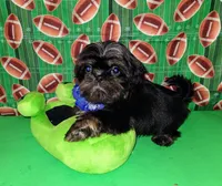 Garry, a male Shih Tzu for sale in San Antonio, TX – Photo 5 of 5