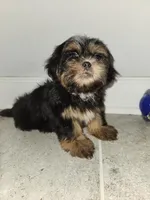 Stewey, a male Shih Tzu for sale in San Antonio, TX – Photo 3 of 5