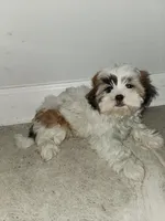 Lolly, a female Shih Tzu for sale in San Antonio, TX – Photo 4 of 5