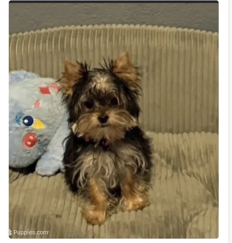 Millie – Yorkshire Terrier puppy for sale in Rockwall, TX