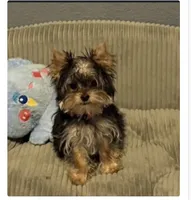 Millie, a female Yorkshire Terrier for sale in Rockwall, TX – 1 of 1