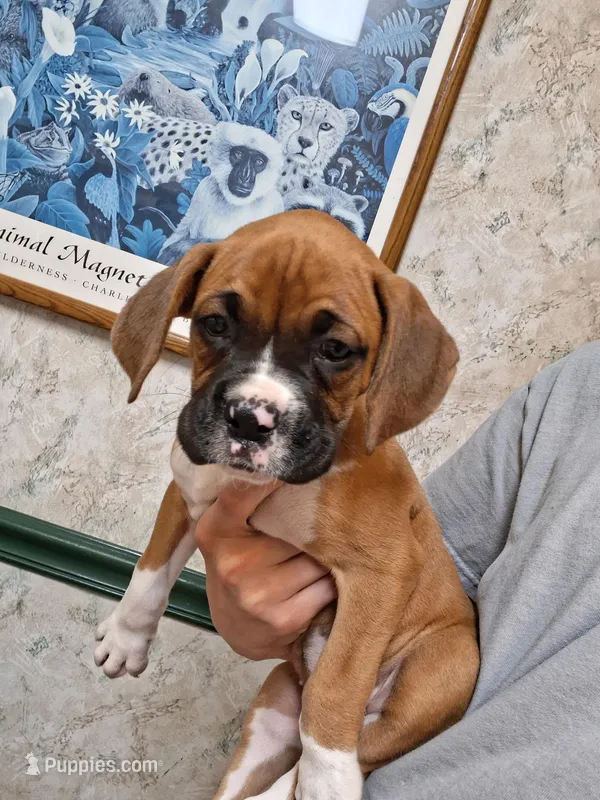 Lil girl – Boxer puppy for sale in Lake City, FL