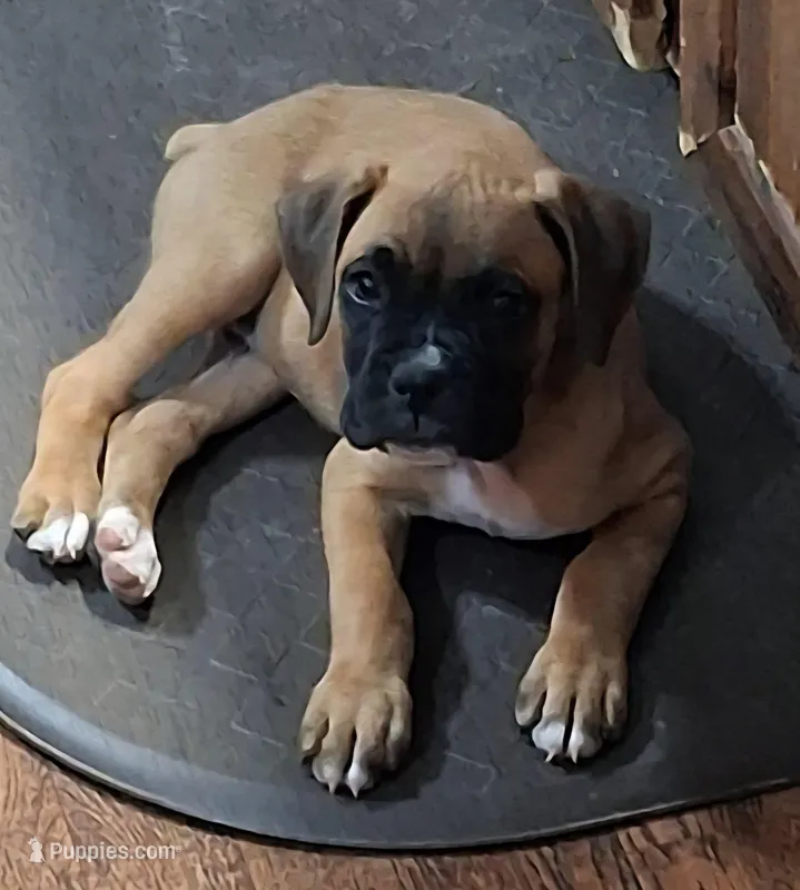 Lil boy 1 – Boxer puppy for sale in Lake City, FL