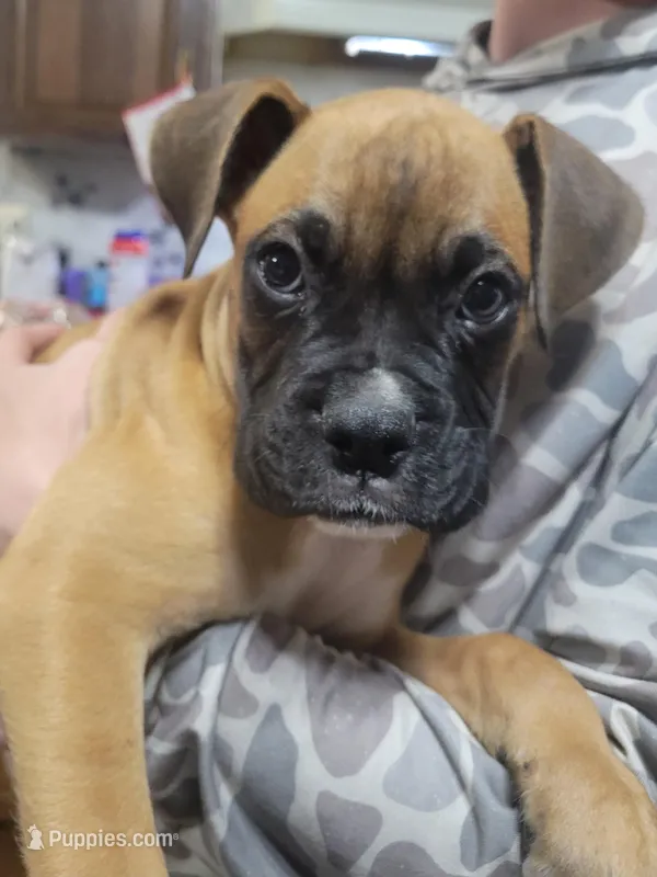 Lil boy 1 – Boxer puppy for sale in Lake City, FL