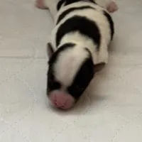 Puppy 1, a female Yorkshire Terrier for sale in Elizabeth, IN – Photo 3 of 3