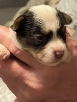 Puppy 1, a female Yorkshire Terrier for sale in Elizabeth, IN – Photo 2 of 3