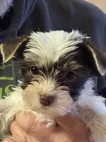 Puppy 1, a female Yorkshire Terrier for sale in Elizabeth, IN – 1 of 4