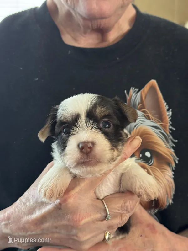 Puppy 1 – Yorkshire Terrier puppy for sale in Elizabeth, IN