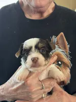 Puppy 1, a female Yorkshire Terrier for sale in Elizabeth, IN – Photo 1 of 3