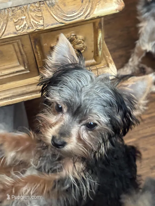 2 lbs – Yorkshire Terrier puppy for sale in Elizabeth, IN