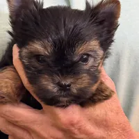 2 lbs, a male Yorkshire Terrier for sale in Elizabeth, IN – Photo 3 of 3