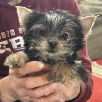 2 lbs, a male Yorkshire Terrier for sale in Elizabeth, IN – Photo 2 of 3