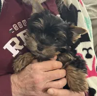 Riley, a male Yorkshire Terrier for sale in Elizabeth, IN – Photo 2 of 2