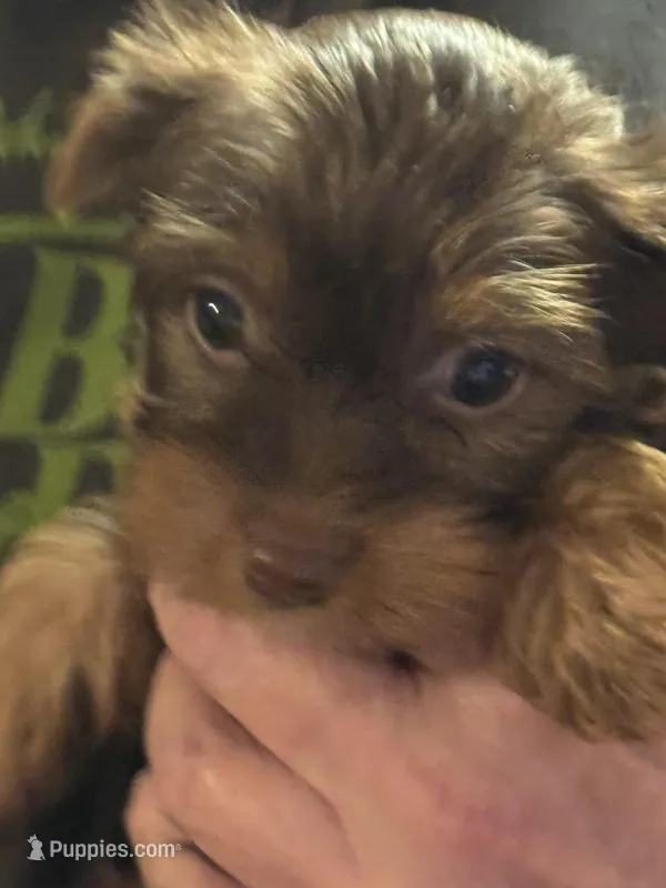 Puppy 2 – Yorkshire Terrier puppy for sale in Elizabeth, IN